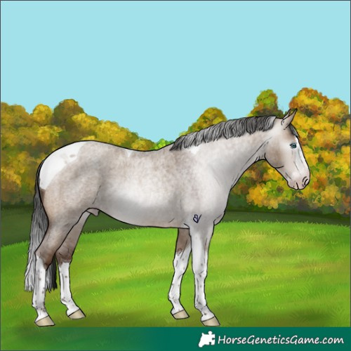 Horse Color:Gray Sable Champagne Roan Dun Splash Tobiano 