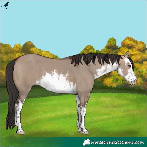 Horse Color:White Spotted Brown Dun 