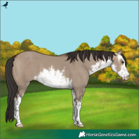 Horse Color:White Spotted Brown Dun 