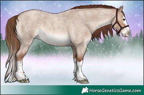 Horse Color:Red Dun Roan Splash 