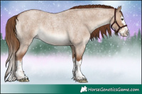 Horse Color:Red Dun Roan Splash 