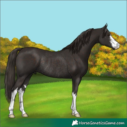 Horse Color:White Spotted Liver Chestnut Rabicano 