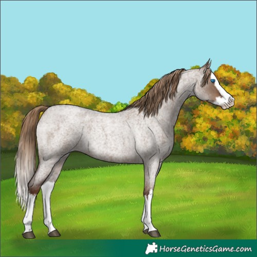 Horse Color:White Spotted Liver Red Dun Roan Splash Rabicano 