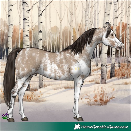 Horse Color:White Spotted Liver Red Dun Rabicano 