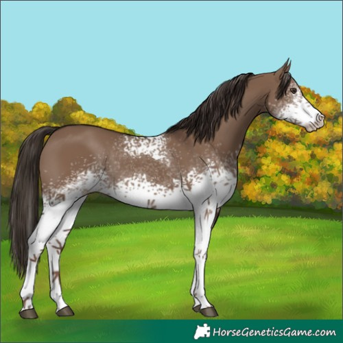 Horse Color:White Spotted Liver Red Dun Rabicano 
