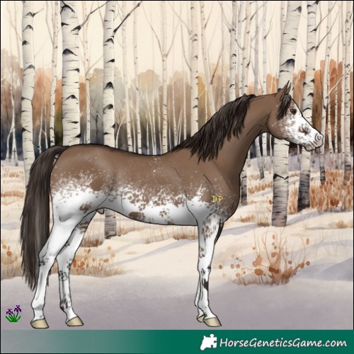 Horse Color:White Spotted Liver Red Dun Rabicano 