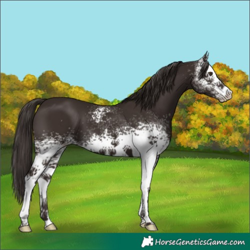 Horse Color:White Spotted Liver Chestnut 