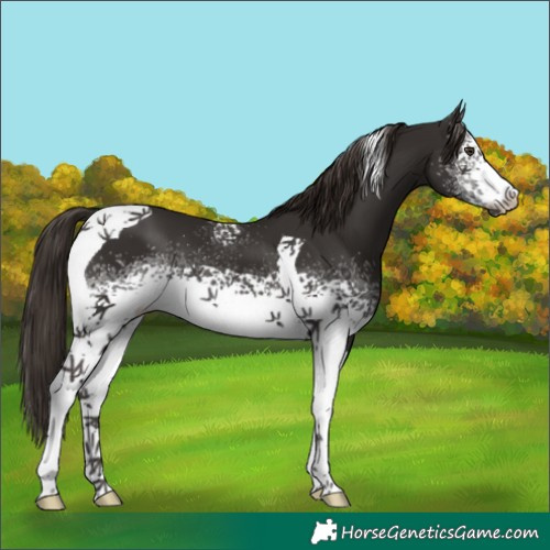 Horse Color:White Spotted Liver Chestnut Tobiano 