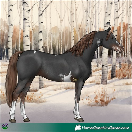 Horse Color:Liver Chestnut Sabino Tobiano Rabicano