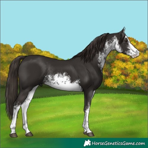 Horse Color:White Spotted Liver Chestnut Rabicano 
