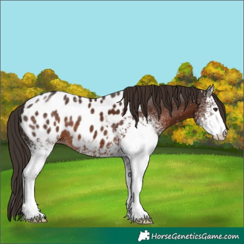 Horse Color:White Spotted Liver Chestnut Blanket