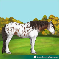 Horse Color:White Spotted Liver Chestnut Appaloosa 