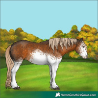 Horse Color:White Spotted Chocolate Palomino