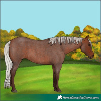 Horse Color:Silver Bay Roan 