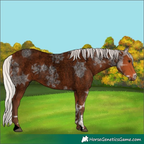 Horse Color:Void Silver Bay Ice Roan 