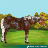 Horse Color:Void Silver Bay Ice Roan 