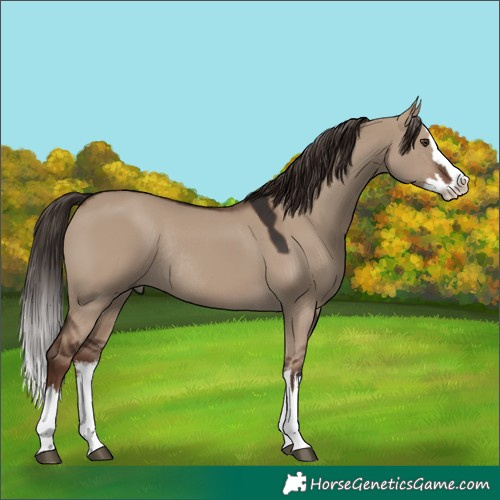 Horse Color:White Spotted Liver Red Dun Splash Rabicano 
