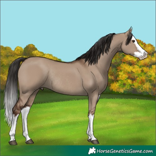 Horse Color:White Spotted Liver Red Dun Splash Rabicano 