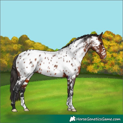 Horse Color:White Spotted Bay Appaloosa 