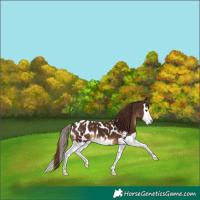 Horse Color:Gray Chestnut Splash Near Leopard 