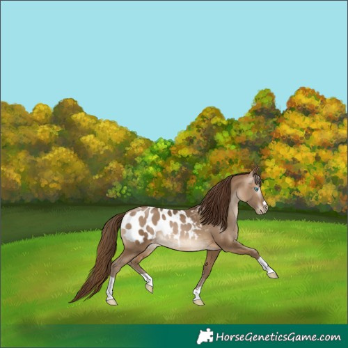 Horse Color:Gray Buckskin Pearl Appaloosa 