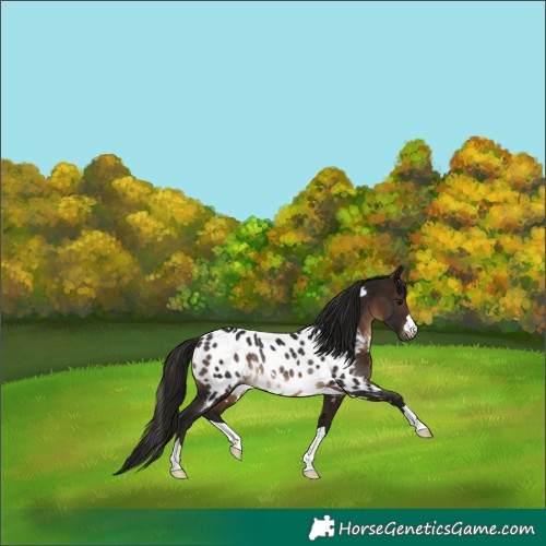 Horse Color:Gray Bay Near Leopard Rabicano