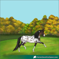 Horse Color:Gray Bay Near Leopard Rabicano 