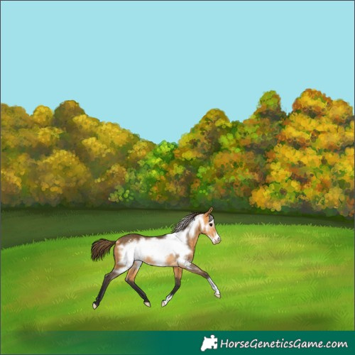 Horse Color:Buckskin Frame Varnish 