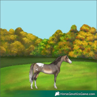 Horse Color:Buckskin Snowcap 