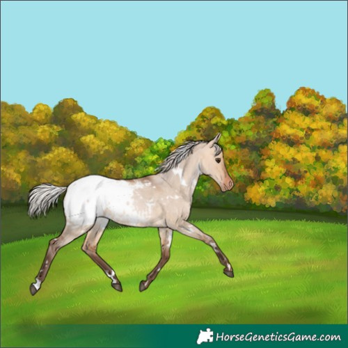 Horse Color:White Spotted Silver Bay Roan Dun Snowcap 