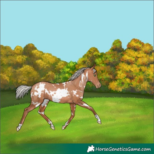 Horse Color:White Spotted Silver Brown Pearl Rabicano 