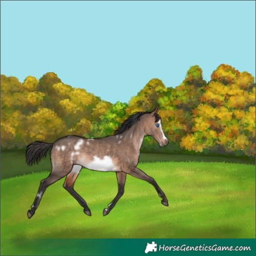 Horse Color:White Spotted Brown Dun Frame Rabicano 