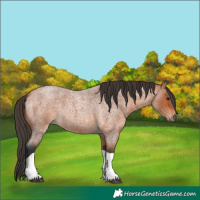 Horse Color:Bay Roan Tobiano
