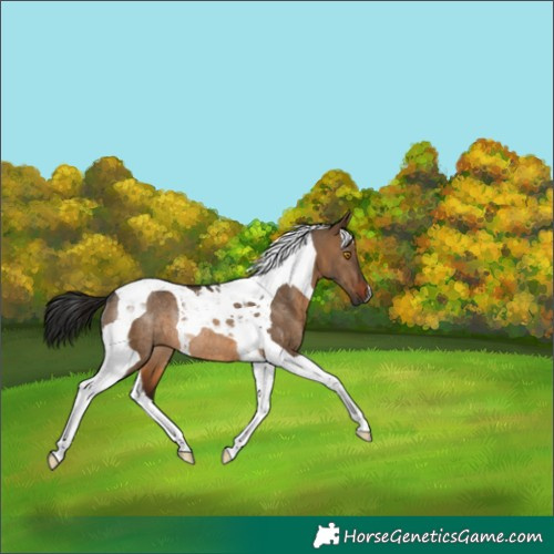 Horse Color:Gray Bay Dun Tobiano Rabicano 