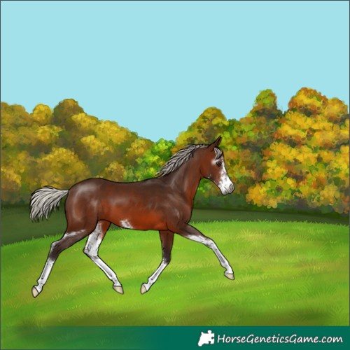 Horse Color:Gray Silver Bay Sabino 