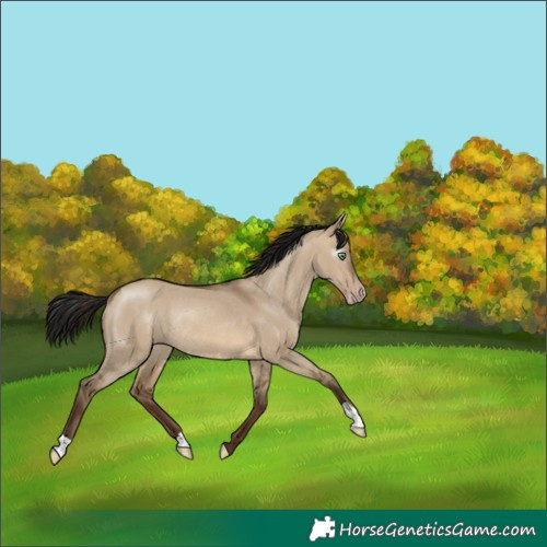 Horse Color:Gray Sable Champagne Dun Rabicano 
