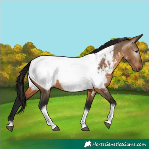 Horse Color:Gray Brown Dun Tobiano Appaloosa Rabicano 