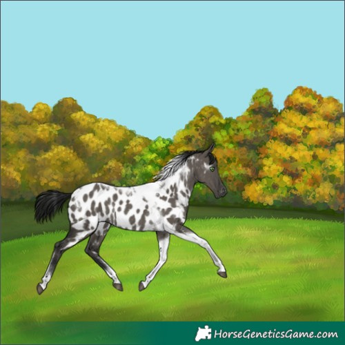 Horse Color:Gray Grullo Tobiano Appaloosa Rabicano 