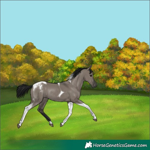 Horse Color:Gray Grullo Tobiano Appaloosa Rabicano 