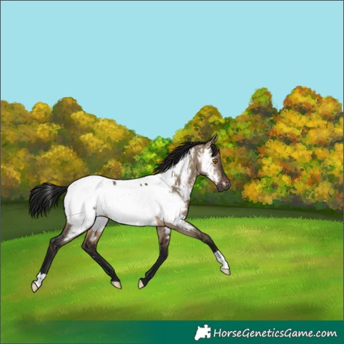 Horse Color:Gray Brown Dun Appaloosa 