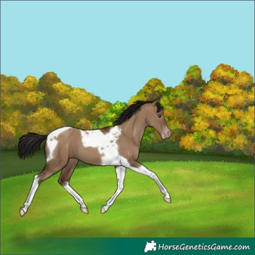 Horse Color:Gray Classic Champagne Dun Tobiano 