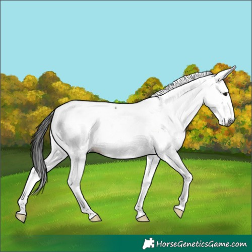 Horse Color:Gray Grullo Tobiano Appaloosa 