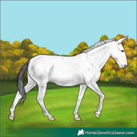 Horse Color:Gray Grullo Tobiano Appaloosa 