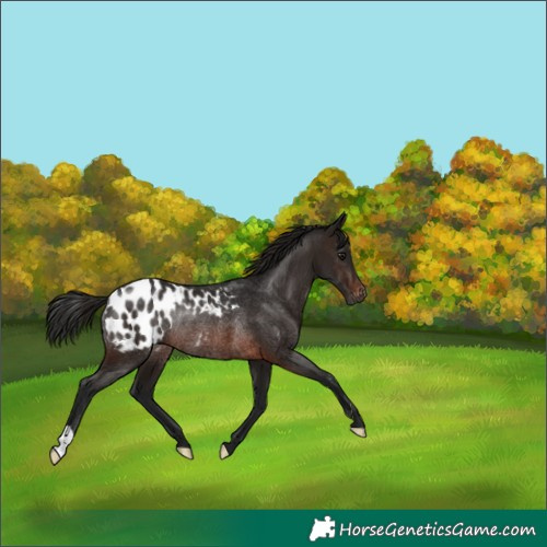 Horse Color:Gray Bay Appaloosa Rabicano 