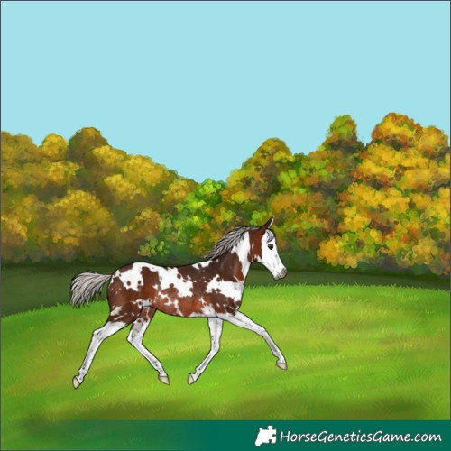 Horse Color:Gray White Spotted Silver Bay Splash Rabicano 