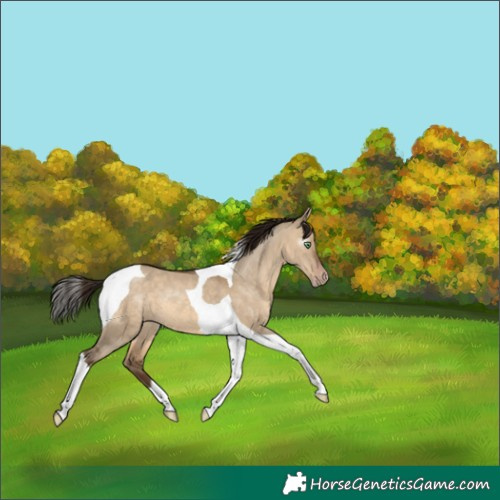 Horse Color:Gray Sable Champagne Dun Tobiano Appaloosa 