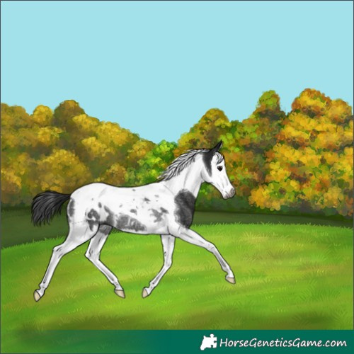 Horse Color:Gray Black Splash Tobiano Appaloosa Rabicano 