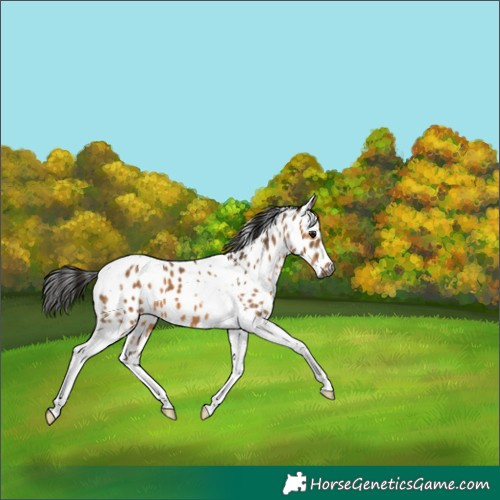 Horse Color:Gray Bay Dun Tobiano Appaloosa 