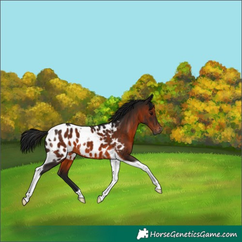 Horse Color:Gray Bay Tobiano Appaloosa 