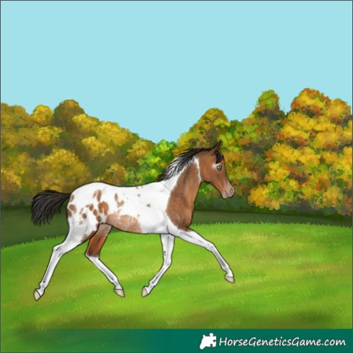 Horse Color:Gray Amber Champagne Tobiano Appaloosa Rabicano 